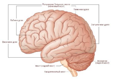 De hersenen.  Het halfrond van de hersenen