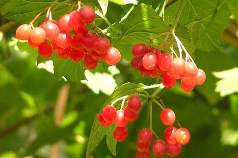 De huid met dermatitis op poten zal ook viburnum genezen