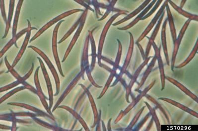 Fusariums - pathogenen van fusariosis