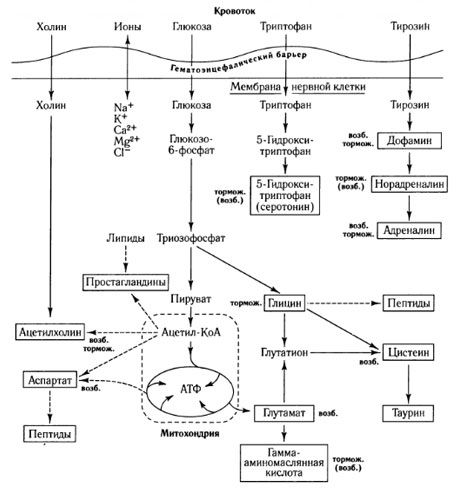 De manieren van mediatoruitwisseling en de rol van de bloed-hersenbarrière in het metabolisme (op: Shepherd, 1987)