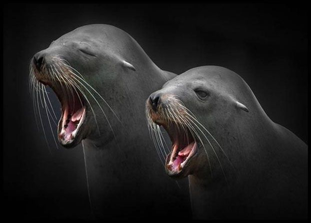 Wetenschappers bezorgd over nieuw H3N8-griepvirus
