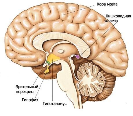 de hypothalamus