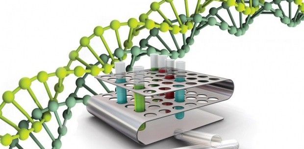 Kunstmatige chromosomen helpen bij de bestrijding van erfelijke ziekten