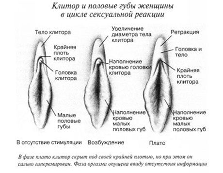 Clitoris tijdens geslachtsgemeenschap