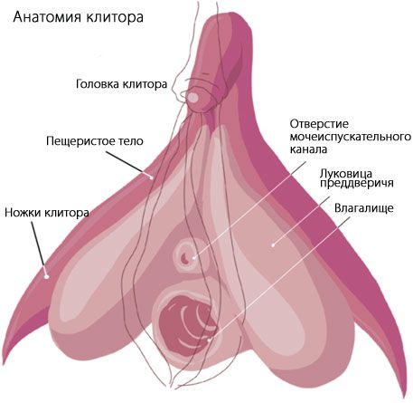 Anatomie van de clitoris