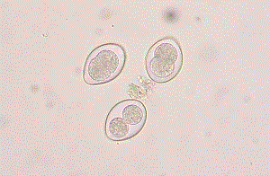 Coccidia - veroorzakers van coccidioidose