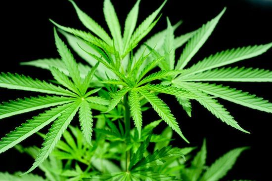 Cannabis vermindert de pijn niet, maar maakt het draaglijker