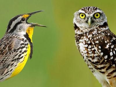 Vroege vogels zijn gelukkiger dan uilen