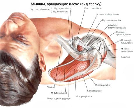 Supraspinatus- en infraspinatusspieren