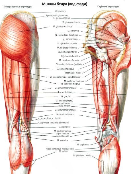 De biceps femoris