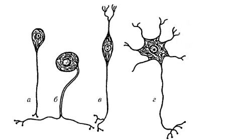 Typen zenuwcellen