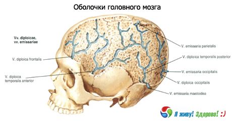 Schelpen van de hersenen