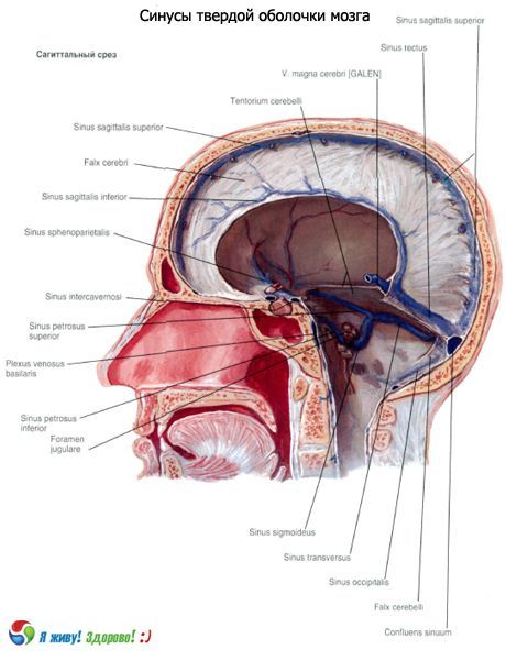 Sinussen (sinussen) van het vaste membraan van de hersenen