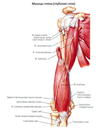 De gal-humeralis-spier (m.coracobrachialis)