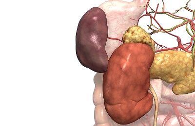 Wat zijn de nieren?