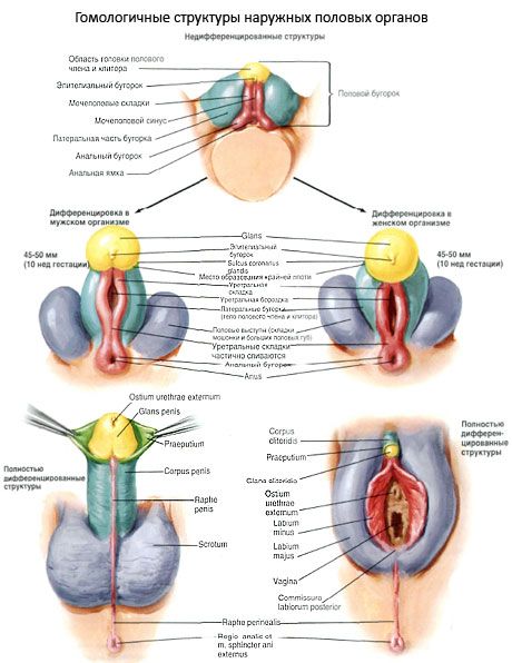Homologe structuren van de uitwendige geslachtsorganen