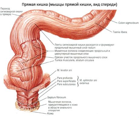 rectum 