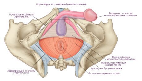 Het perineum bij een man