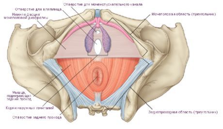 Het perineum bij een vrouw