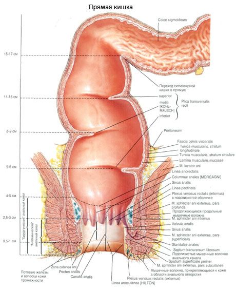 rectum 