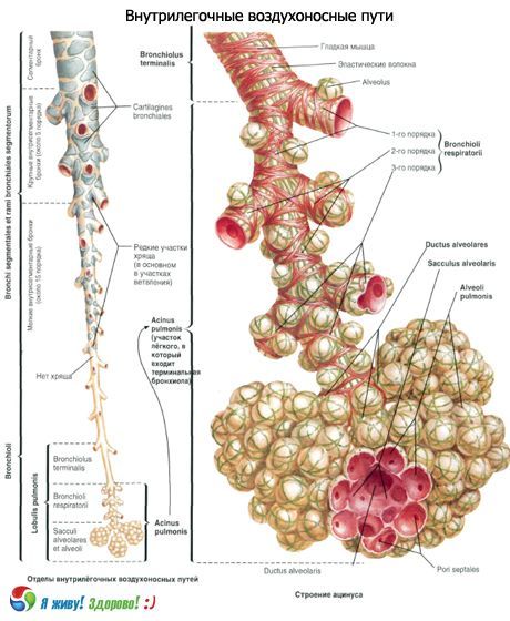 Bronchi.  Ademhalingssysteem van bronchiën