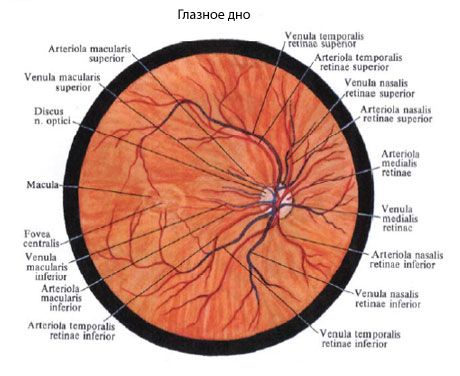 Fundus van het oog