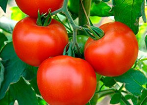 Allergie voor de huid van tomatenplanten