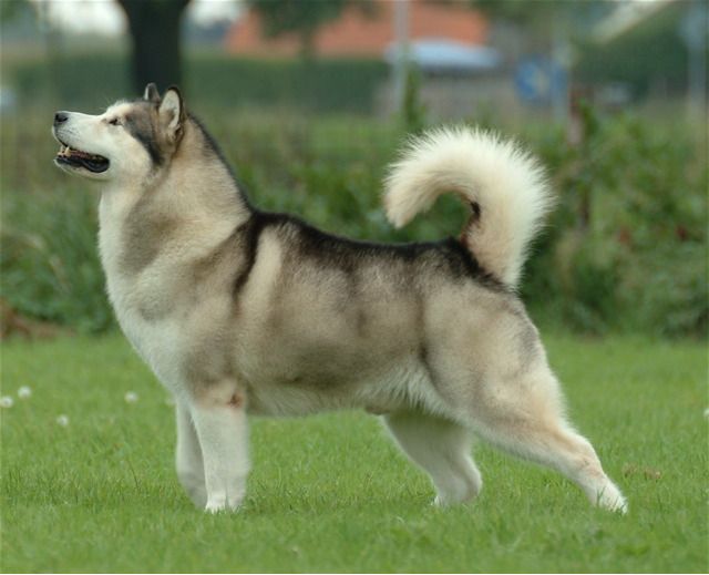 Reuze Alaskan Malamute