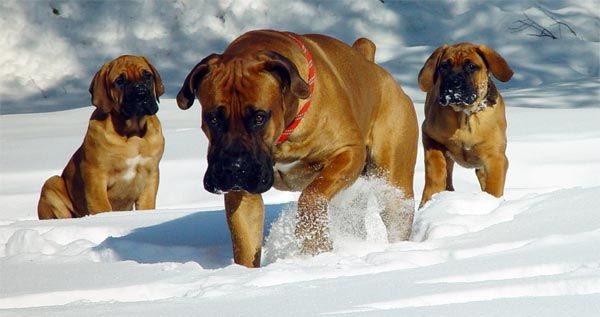 Zuid-Afrikaanse Mastiff of Boerboel