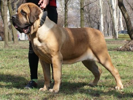 Spaanse mastiff