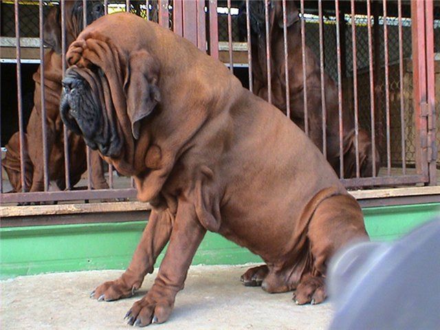 Koreaanse mastiff