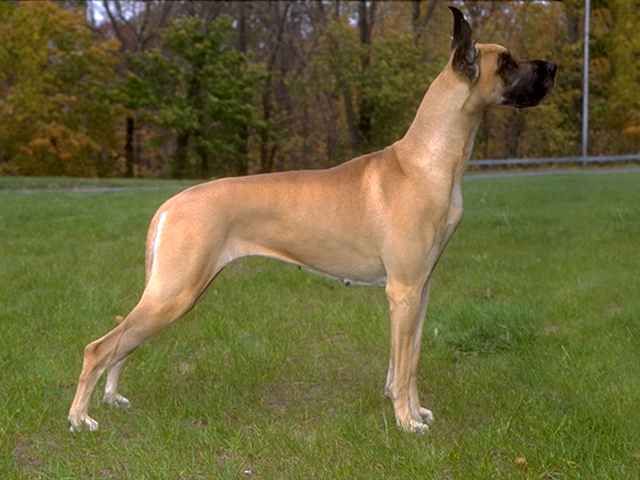 Duitse Dog