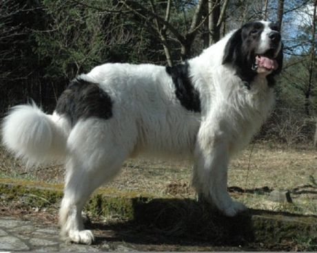 Pyrenese Mastiff