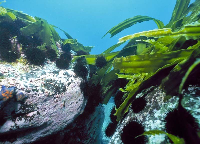Als de populatie zeeotters zich herstelt, zal het aantal zee-egels afnemen, wat betekent dat er meer kelp zal zijn.
