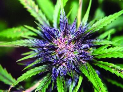 Er is een medicinale cannabissoort ontwikkeld zonder narcotische werking