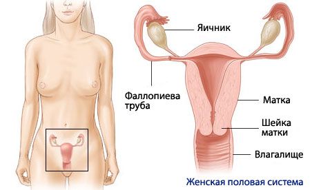 Anatomie en fysiologie van het vrouwelijke voortplantingssysteem