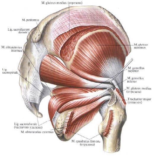 Gluteus-spieren (mediale gluteusspier)