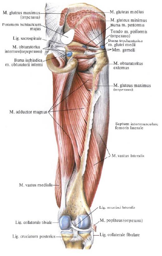 Gluteale spieren (gluteus minimus)
