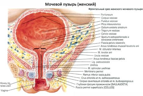 Vrouwelijke urethra, vrouwelijke urethra
