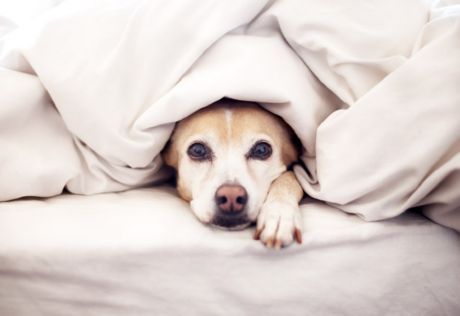Een hond introduceren bij een pasgeboren baby